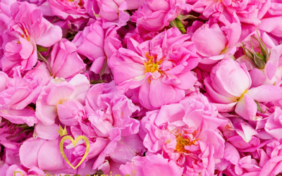 Ruusuvesi – 7 parasta ruusuveden käyttövinkkiä aikuiselle naiselle