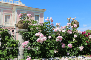 Ruusut Ranskan Rivieralla Villa Ephrussi ruusuenergiaa.fi