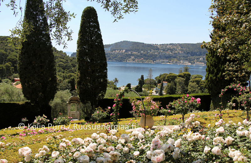 Ruusut Rivieralla, Villa Ephrussi, osa 2: Ruusutarha