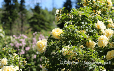 Meilahden ruusutarha – kauneutta lähes koko kesäksi