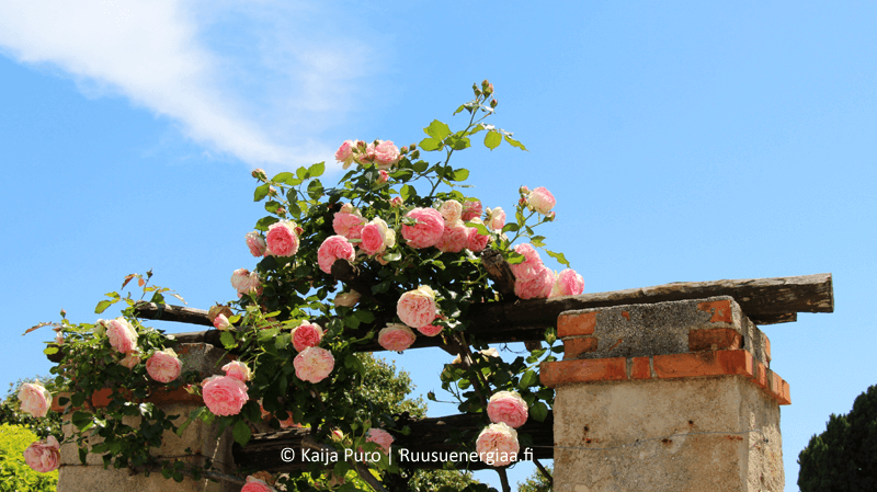 Eteerinen-oljy-luostarin-ruusutarha-ruusuenergiaa.fi-kaija-puro-blogi-jardin-du-monastere-de-cimiez