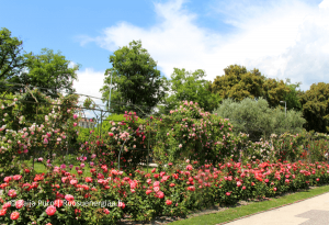 Luostarin-ruusutarha-ruusuenergiaa.fi-ruusut-jardin-du-monastere-de-cimiez-ranskan-riviera